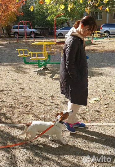 Кинолог, Зоопсихолог, дрессировка и воспитание