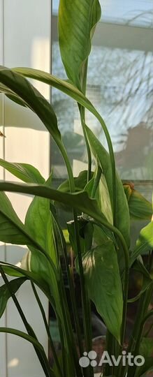 Спатифиллум