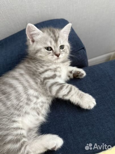 Шотландская малышка