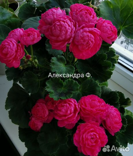 Сортовая пеларгония (герань)
