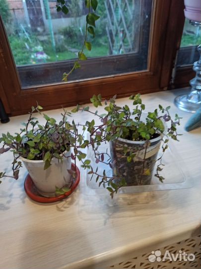 Комнатные цветы