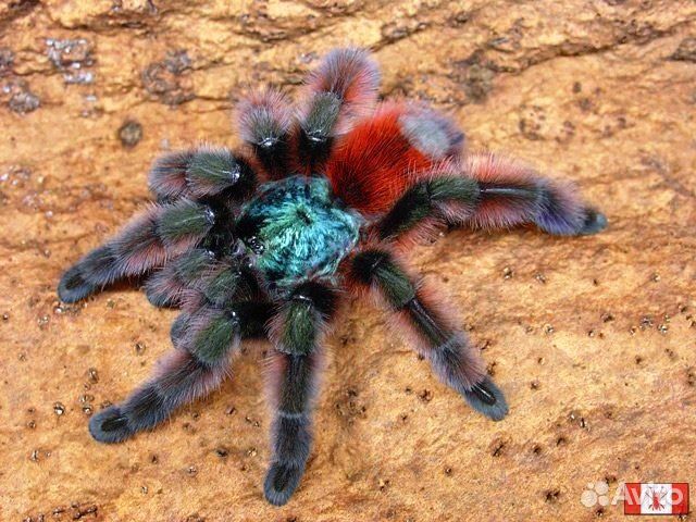 Паук птицеед Avicularia versicolor L2-3