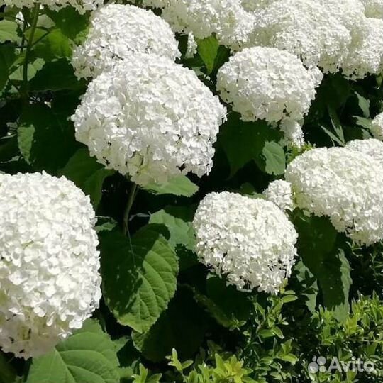 Гортензия древовидная Анабель белая