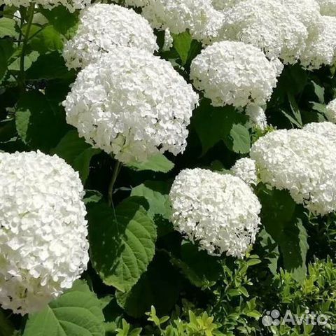 Гортензия древовидная Анабель белая