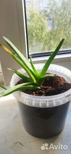 Комнатные растения цветы аллое