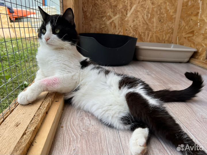 Кот из приюта в добрые руки