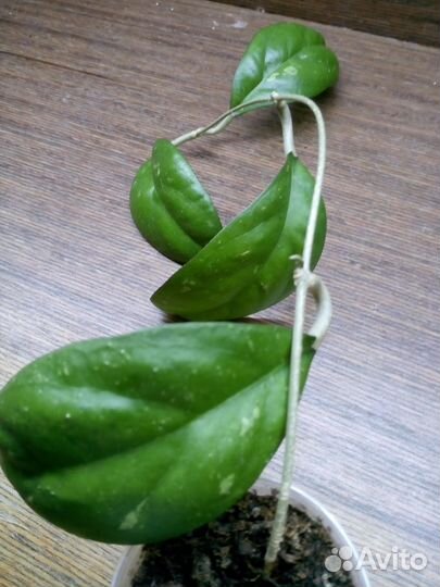 Хойи черенки