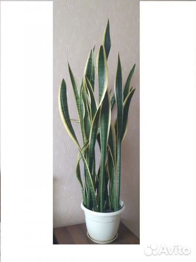 Комнатные растения