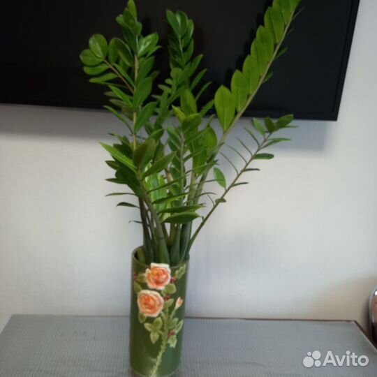 Комнатные растения