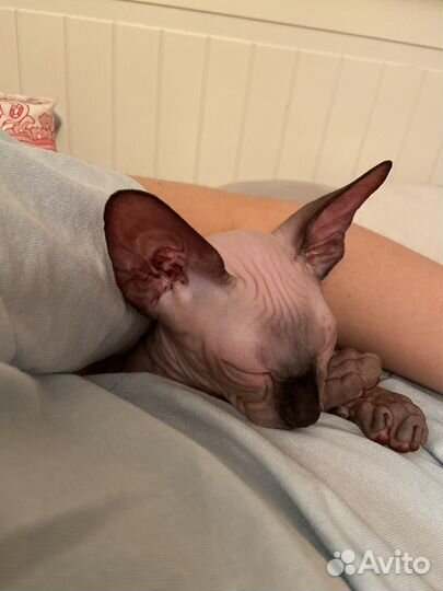 Канадский сфинкс котенок