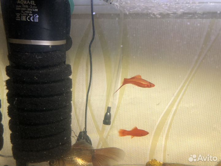 Аквариум с рыбками