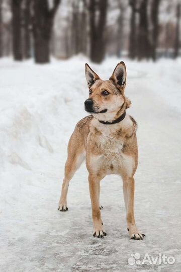 Собаки бесплатно в добрые руки
