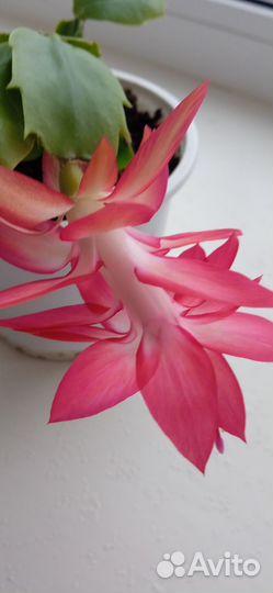 Полная эйфория