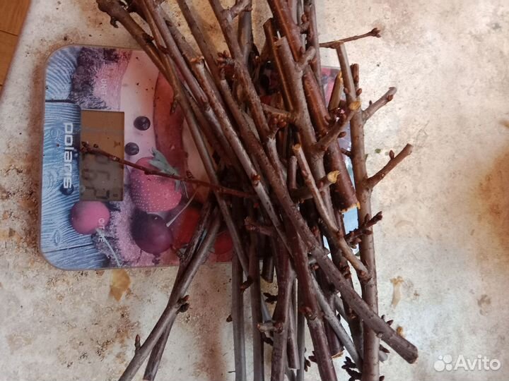 Ветки для животных