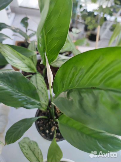 Спатифиллум