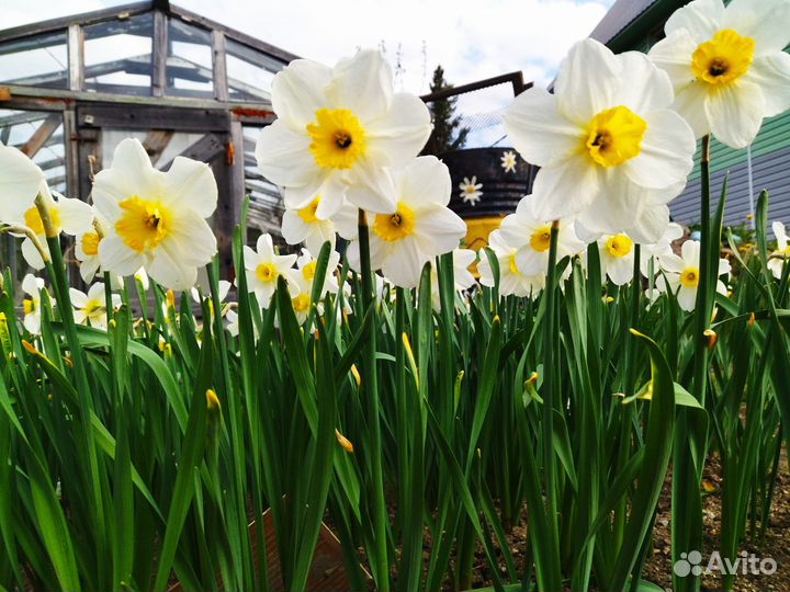 Луковицы нарциссов