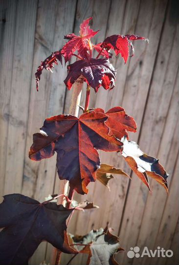 Клен Роял Ред и Кримсон Кинг