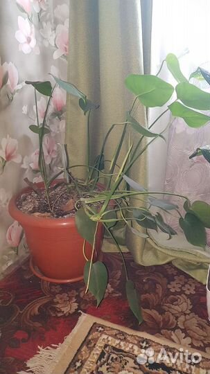 Фикус бенджамина