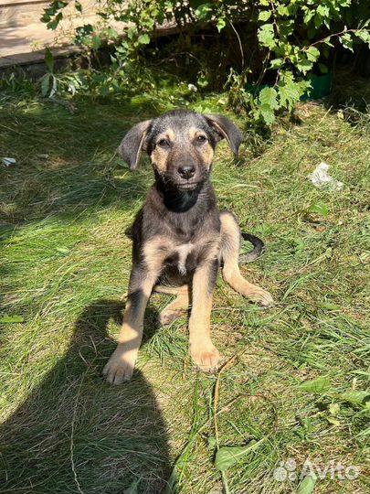 Шикарные щенки в добрые руки