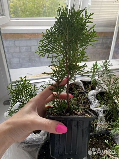 Саженцы туи смарагд