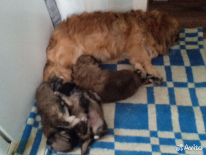 Щенки пекинеса