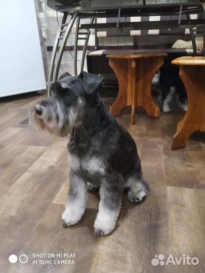 Цвергшнауцер черный с серебром щенки