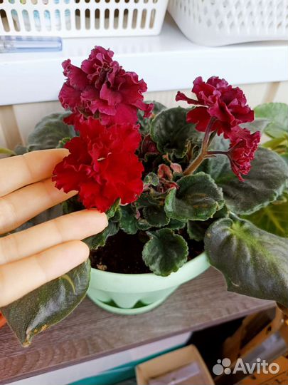 Фиалки разные взрослые (розов,белая,фиолет,бордо)