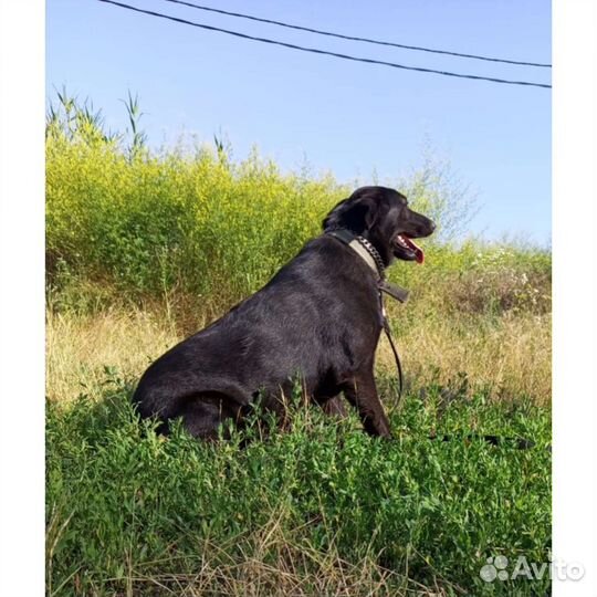 Собака метис овчарки