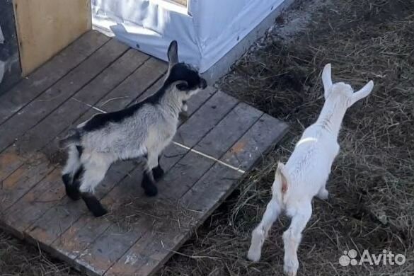 Продаю козликов