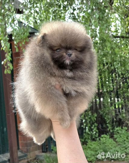 Шпиц мини мишка