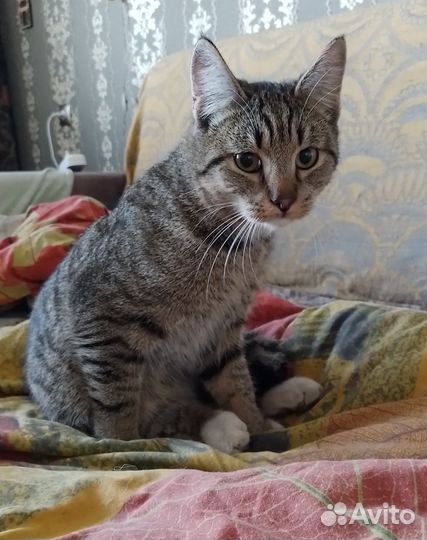 Подобрали котика