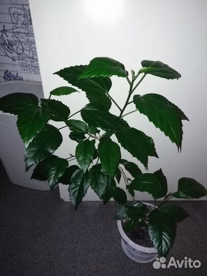 Гибискус красный махровый китайская роза