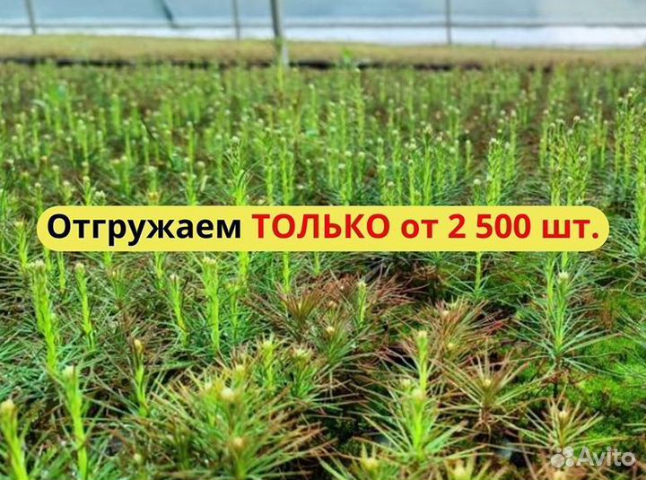 Сеянцы ели окс от производителя