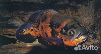 Большой путеводитель по аквариуму Тьери Мэтр-Аллен