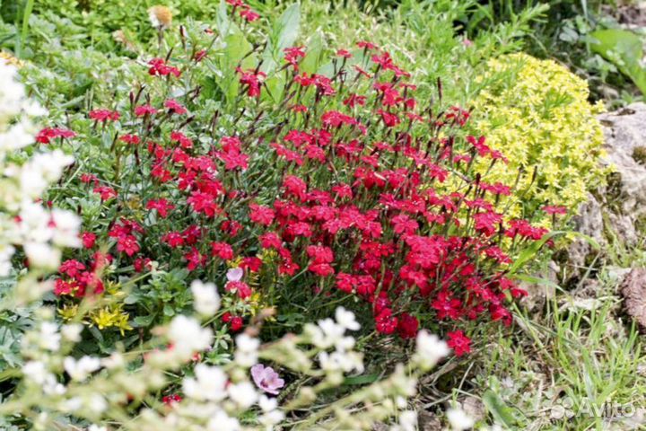 Гвоздика травянка