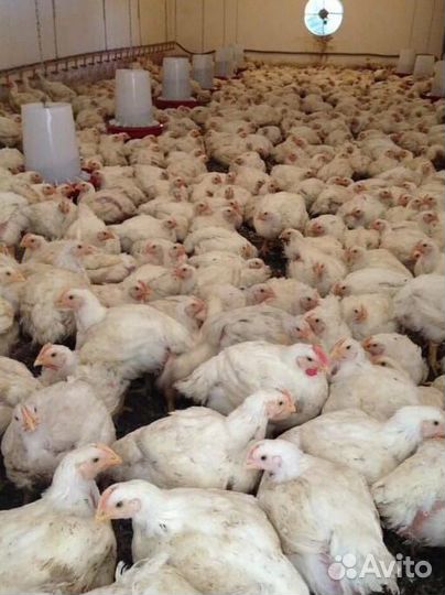 Куры бройлеры