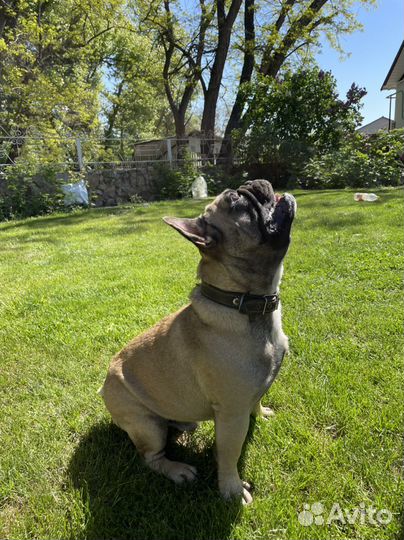 Вязка кобели на выбор французский бульдог