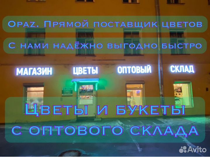 Хризантема