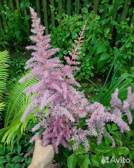 Астильба,Хосты,Лихнис,Монарда