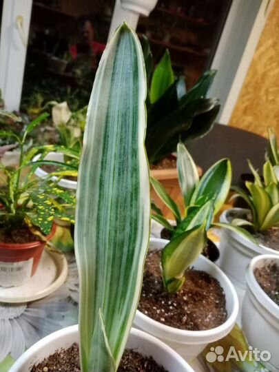Сансевиерия Манолин