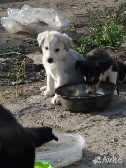 Мелкие щенки с доставкой