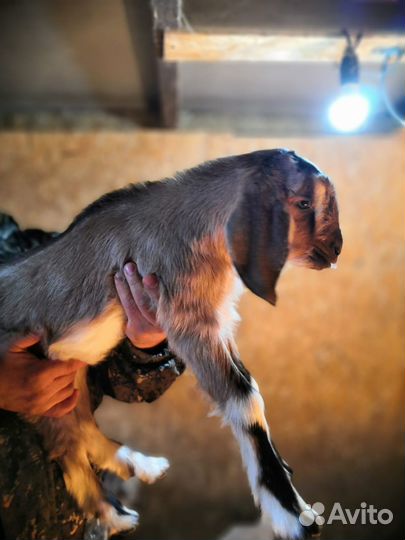 Обезроживаю козлят