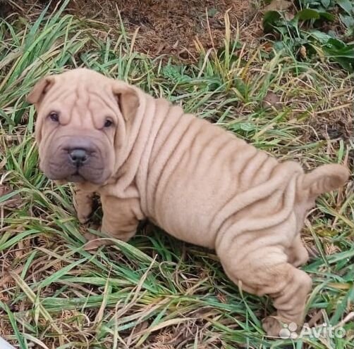 Щенки породы шарпей