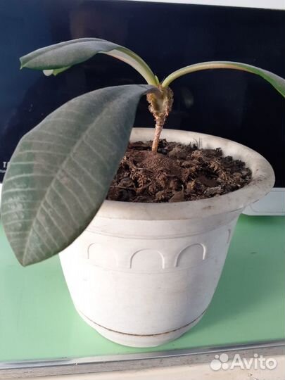 Эстрагон тархун свежий