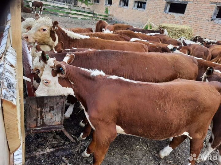 Бычки телки от элитных пород