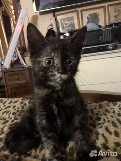 Британский котенок