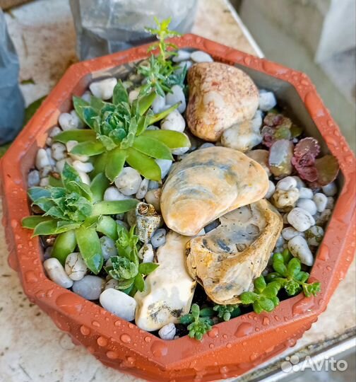 Суккуленты