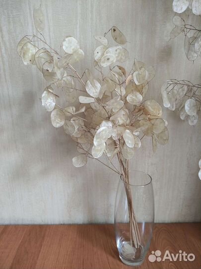 Лунария (лунник) сухоцвет букет