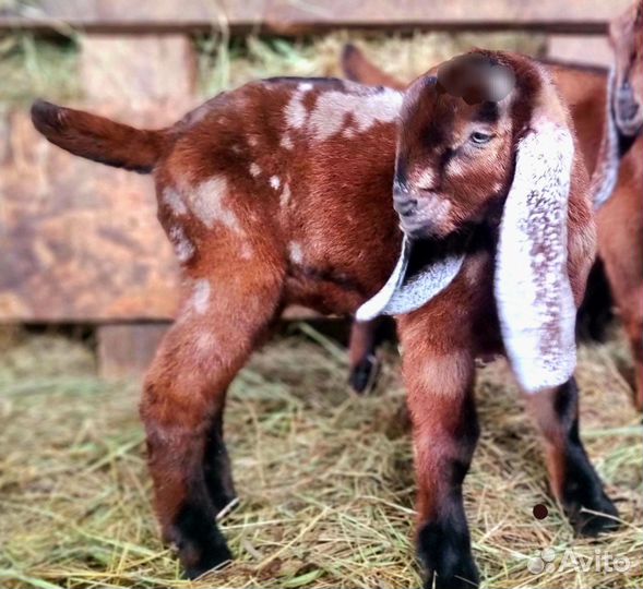 Козлик камори-нубийский