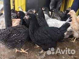 Куры несушки